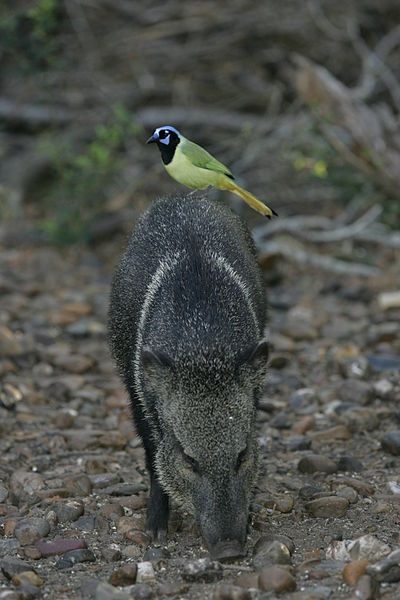 File:Green Jay on a Javelina or Collared Peccary (original).JPG