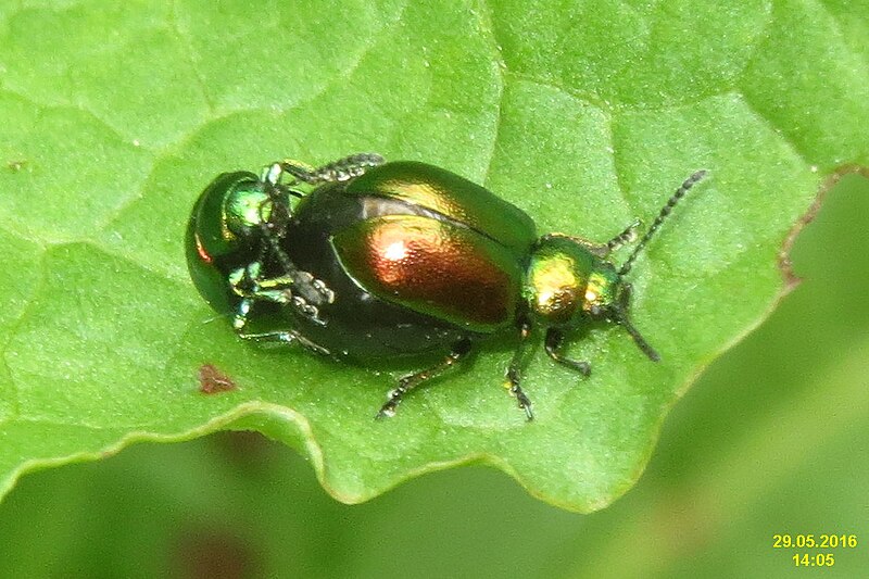 File:Green dock beetles in cop. (28265092092).jpg