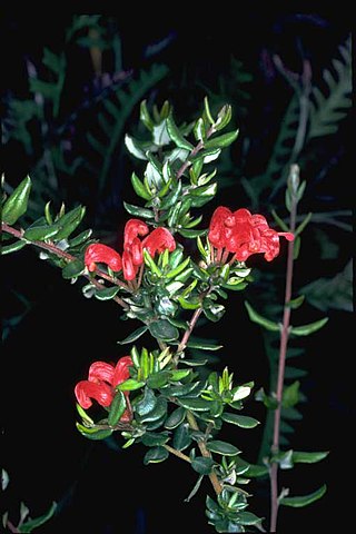 <i>Grevillea depauperata</i> Species of shrub in the family Proteaceae native to Western Australia
