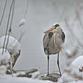 * Nomination A adult grey heron in winter. --Etaped 22:42, 26 January 2021 (UTC) * Decline  Oppose twigs in foreground --Charlesjsharp 15:20, 1 February 2021 (UTC)