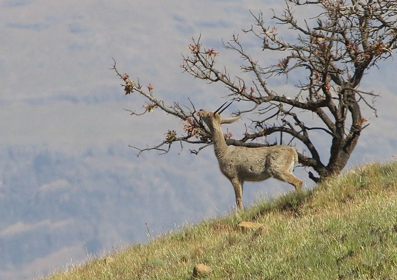 File:Grey Rhebok 2017 08 22 5546.jpg