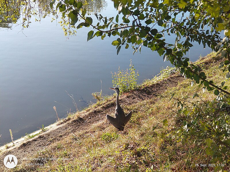 File:Grey heron on the banks of the Neckar.jpg