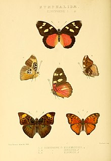 GroseSmithKirby1891RhopExotNymphalidaeEurypheneI.jpg