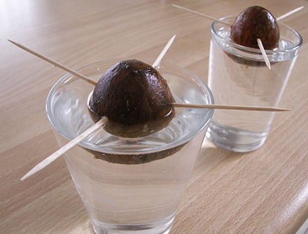 One way to germinate an avocado seed
