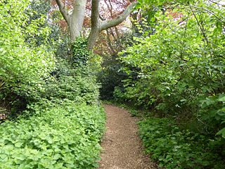 <span class="mw-page-title-main">Gunton Wood</span>