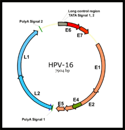HPV tipizálás, a humán papilloma vírus vizsgálata