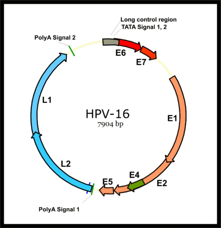 utilizarea paraziților gardasil vaccine information