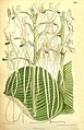 Habenaria armatissima plate 7798 in: Curtis's Bot. Magazine (Orchidaceae), vol. 127, (1901)