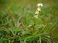 Habenaria heyneana