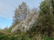 Habitat.Ireland. HabitatHilden (13).JPG