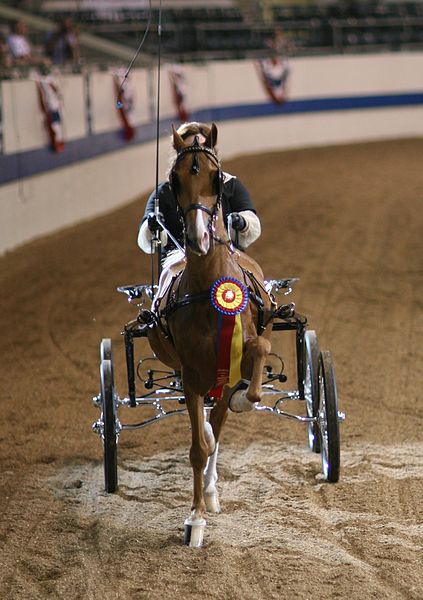 File:Hackney Cobtail Pony Showing.jpg