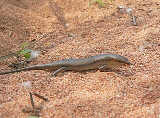 <i>Hakaria</i> Genus of lizards