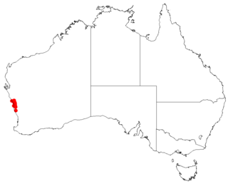 <i>Hakea polyanthema</i> Species of shrub in the family Proteacea endemic to Western Australia