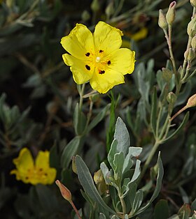 Halimium halimifolium Corse0.jpg