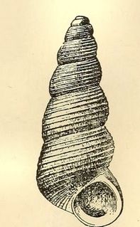 <i>Halistylus pupoideus</i> Species of gastropod