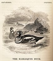 Harlequin duck, one of the few birds pictured swimming Harlequin Duck from Yarrell History of British Birds 1843.jpg