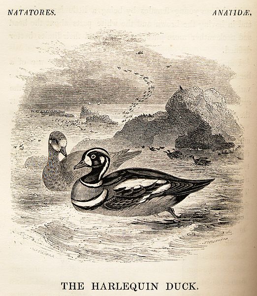 File:Harlequin Duck from Yarrell History of British Birds 1843.jpg