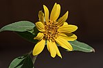 Thumbnail for File:Helianthus annuus2.jpg