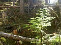 Young plant 1.5 m tall, near Terrace, BC, Canada