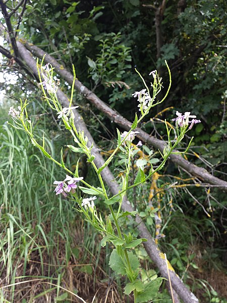 File:Hesperis sylvestris sl117.jpg