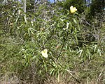 Hibiscus heterophyllus plant.jpg