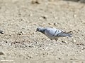 Hill Pigeon (Columba rupestris) (45685483091).jpg
