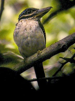 Description de l'image Hook-billed Kingfisher - Papua NG HOOK BI9 (16317963765).jpg.