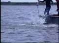 File:Hooked alligator gar jumps out of the water.webm