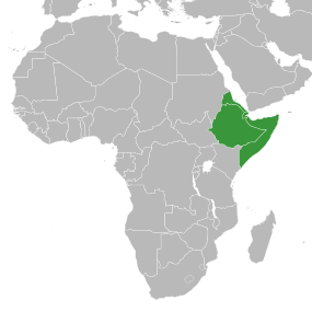 Cuernu D'áfrica