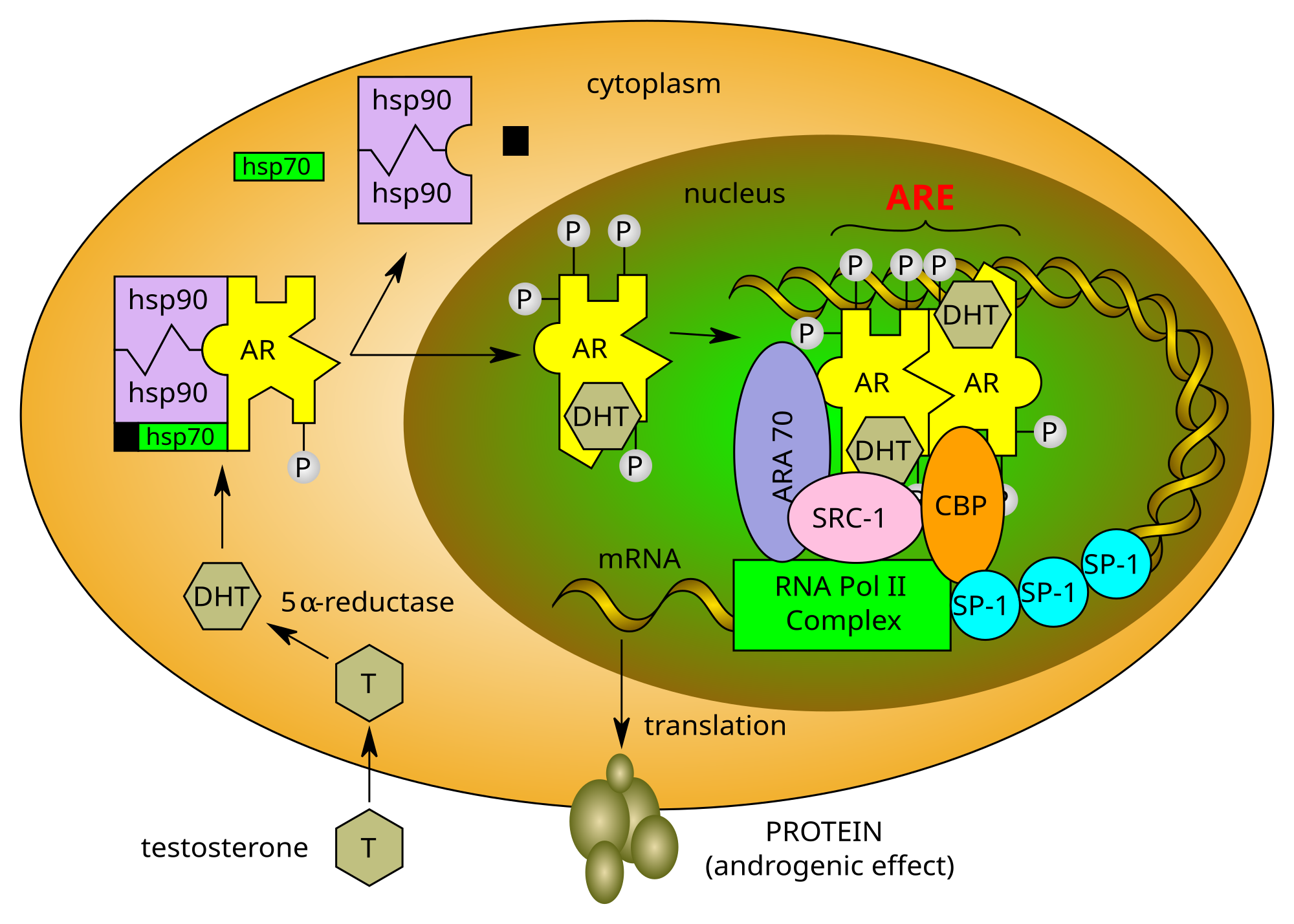 Récepteur d'hormone — Wikipédia