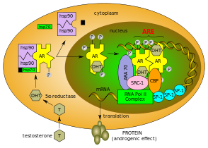 アンドロゲン受容体の機能: テストステロン(T)が細胞内に入り、5-α-還元酵素が存在すれば、dihydrotestosterone（DHT）に変換される。 ステロイドと結合後、アンドロゲン受容体(AR)は構造変化しHS蛋白質(hsp)を分離する。 ステロイド結合の前後どちらかにリン酸化(P)する。 AR は核に移行し、二量体化、DNA結合、補助活性化因子を採用する。 標的の遺伝子は転写されタンパク質へと翻訳される。[8][9][10][11]