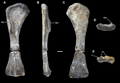 The holotype humerus shown from multiple views Humerus of Vouivria.png