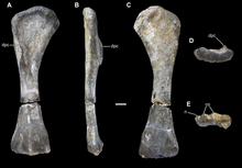 Humerus of "B. madagascariensis" (Vouivria) Humerus of Vouivria.png