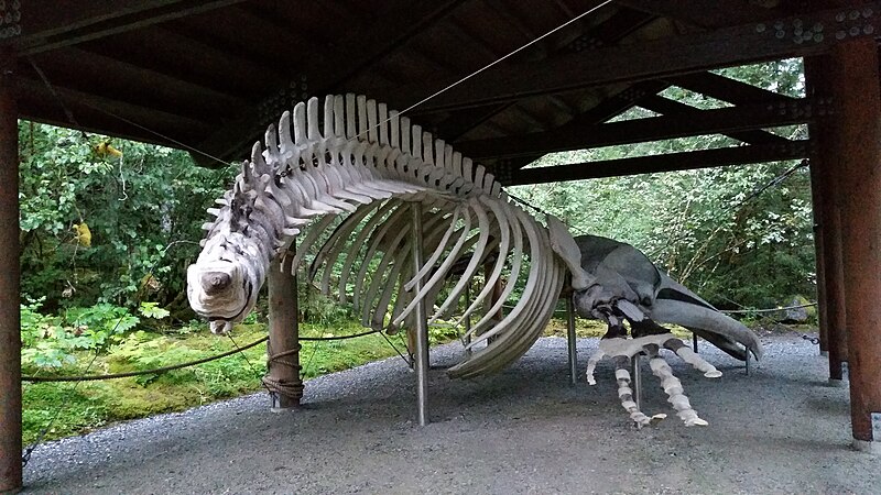 File:Humpback whale skeleton on display at Glacier Bay National Parl.jpg