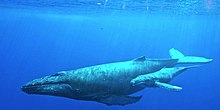 Humpback whale with her calf.jpg
