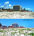 View of sand dune vegetation after Hurricane Irma, September 12, and September 21, 2017, showing recovery of plants near 14th Street and Ocean Drive, Miami Beach.