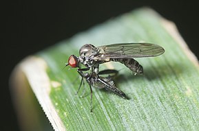 Beschrijving van de Hybos culiciformis-pjt.jpg afbeelding.