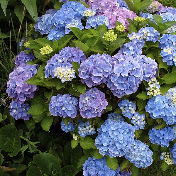 File:Hydrangea macrophylla 02 (cropped).jpg