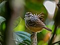 English: Rondonia Warbling Antbird (Hypocnemis ochrogyna, cat.)
