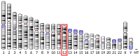 Calcium-binding protein 1