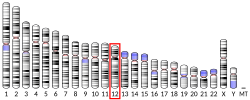 Thumbnail for Alpha-2-Macroglobulin