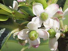 Detailansicht vierzähliger weiblicher Blüten mit sterilen Staminodien