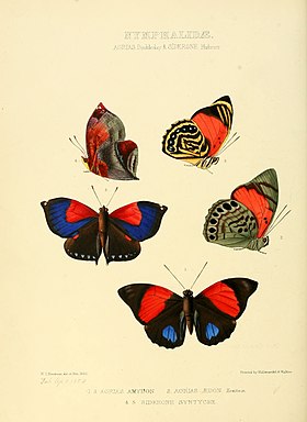 Ilustração com borboletas da região neotropical: 1-3. P. amydon; 2. P. aedon (gênero Prepona); 4-5. S. syntyche (gênero Siderone).