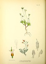 Thumbnail for File:Illustrations of the flowering plants and ferns of the Falkland Islands (Pl. 8) BHL48425417.jpg