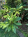 Infant Frangipani tree.jpg