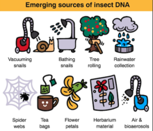 Emerging insect DNA sources used in metabarcoding Insect DNA source.png