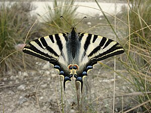 Iphiclides feisthamelii M 2.jpg