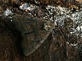 Ipimorpha contusa - Лиственная совка серо-бурая (26258394867).jpg