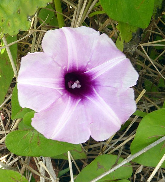 File:Ipomoea littoralis 11271560.jpg