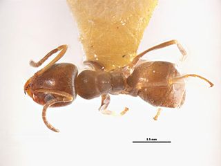 <i>Iridomyrmex mjobergi</i> Species of ant